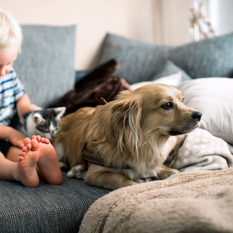 Clackamas Pet Clinic in Clackamas