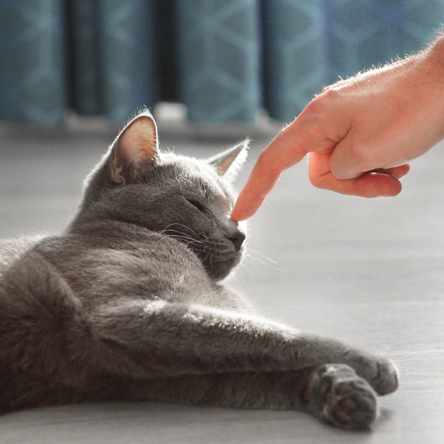 About Clackamas Pet Clinic, Clackamas Veterinarian