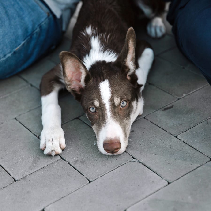 A dog laying on the ground, Cat & Dog Checkups in Clackamas