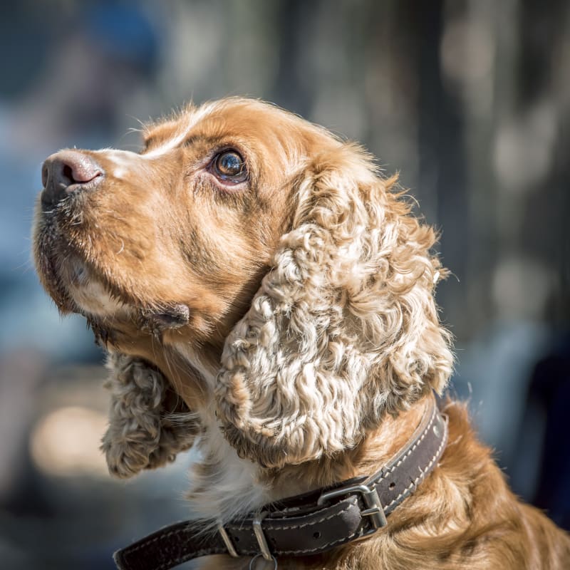 Veterinary Geriatric Care for Senior Dogs & Cats in Clackamas