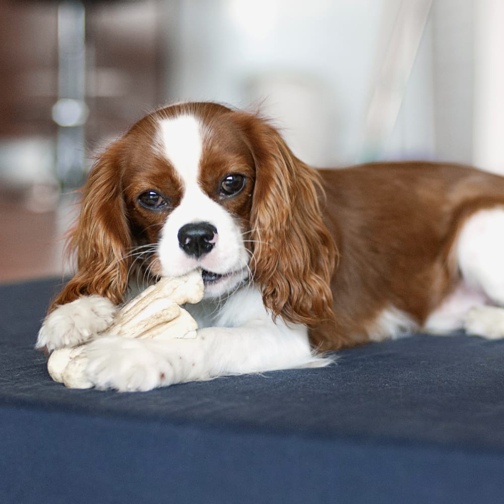 Veterinary Surgery, Clackamas Vet